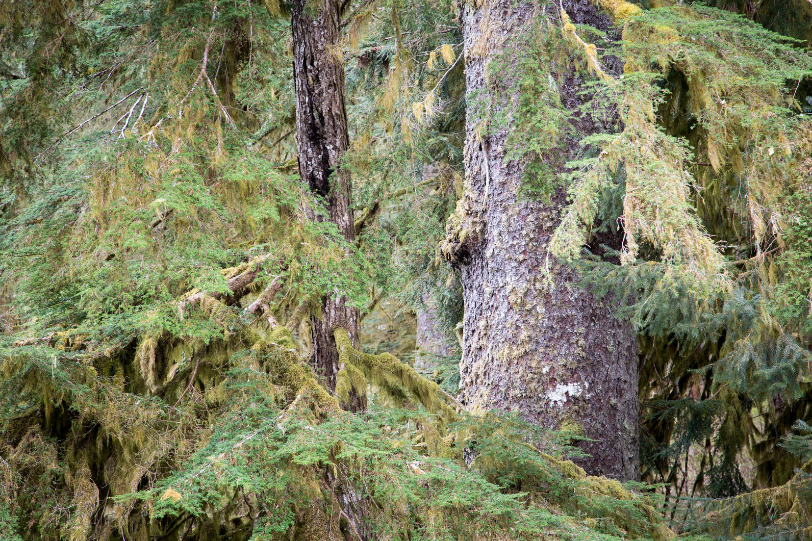 Tongass National Forest Tongass National Forest