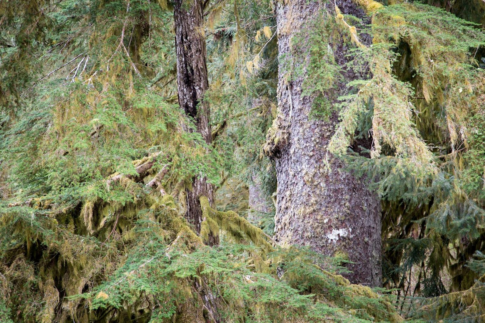Tongass National Forest. Tongass National Forest.