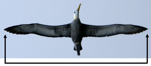 Short-tailed Albatross have a wingspan of over 7 ft. 