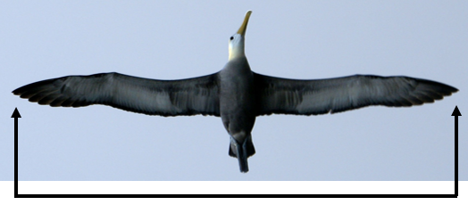 Short-tailed Albatross have a wingspan of over 7 ft. Short-tailed Albatross have a wingspan of over 7 ft.