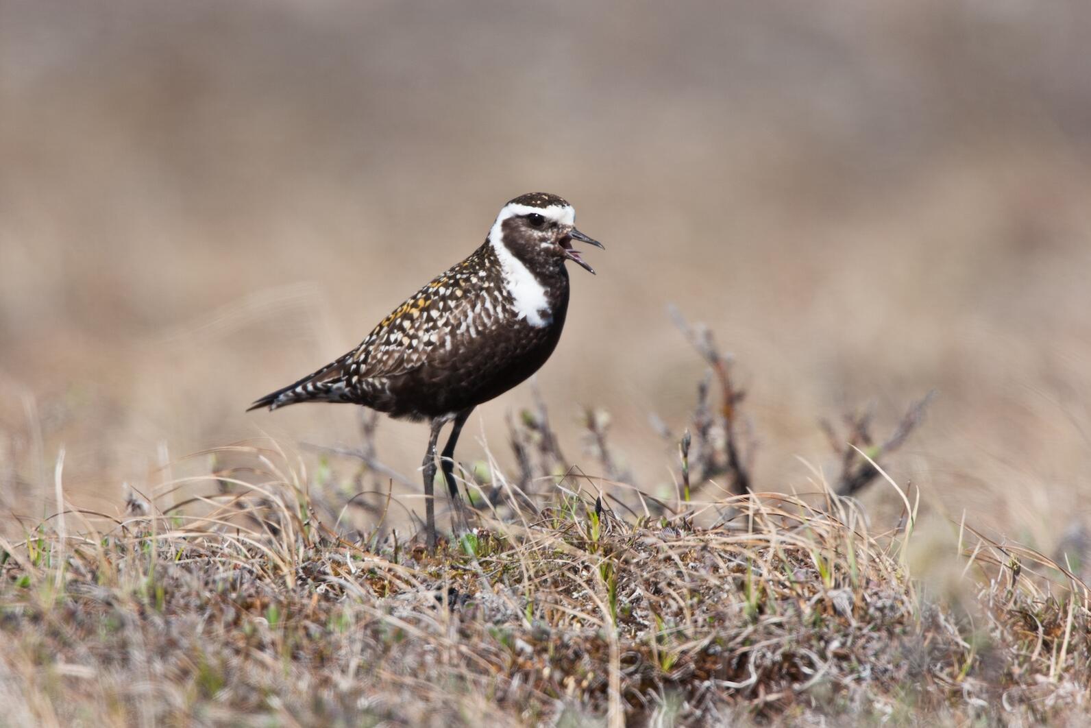 Shorebird standing on tundra Shorebird standing on tundra