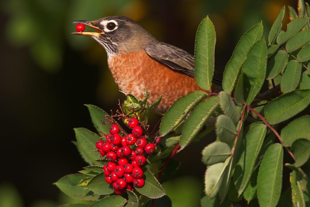 American Robin.