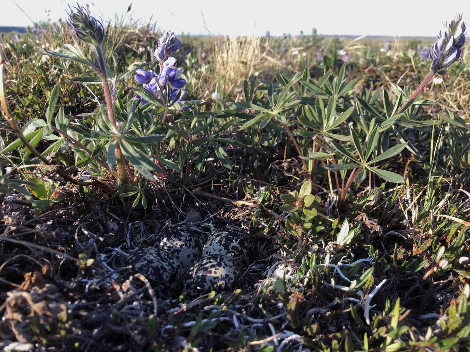 An American Golden-Plover nest in the Western Arctic