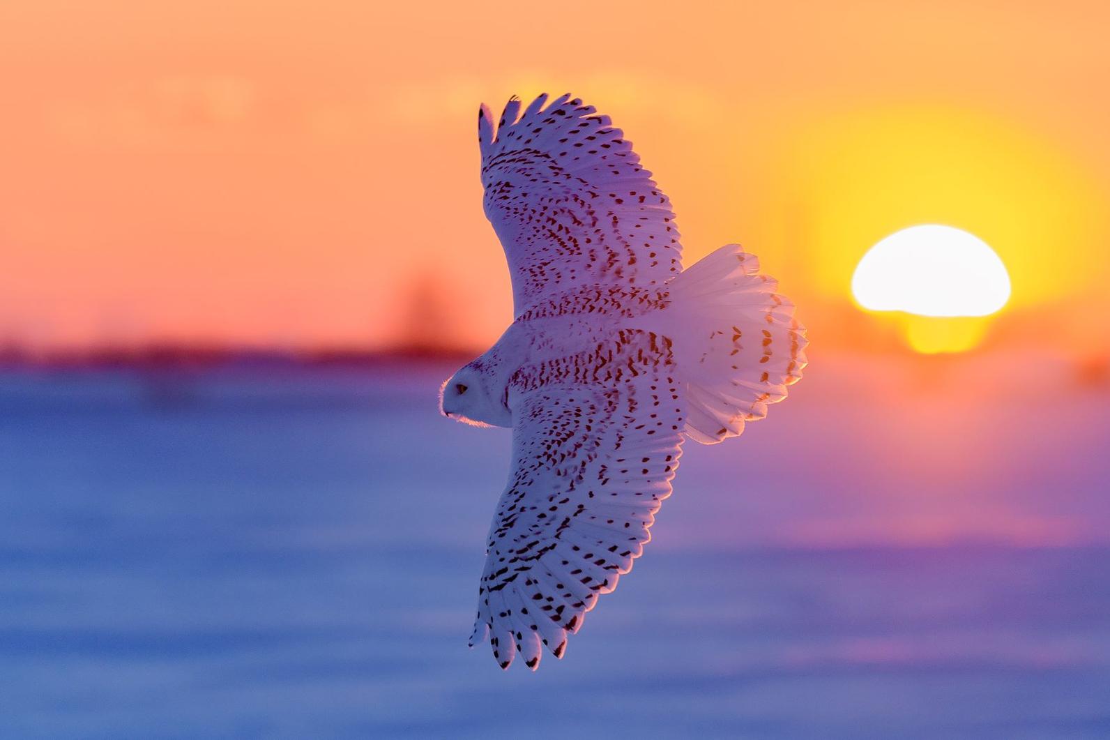Snowy Owl Snowy Owl