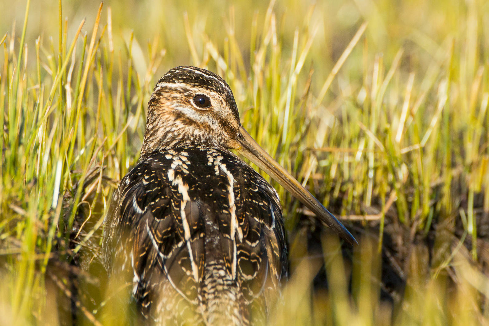 Wilson's Snipe.