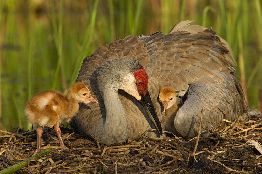 Cranes are omnivorous and their diet varies depending on the season and their location.