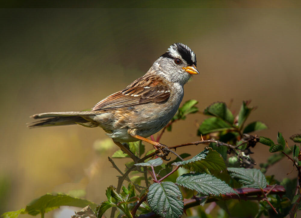 White-crowned Sparrow. White-crowned Sparrow.