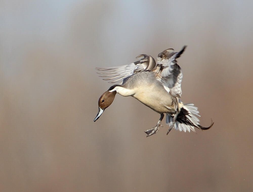 Northern Pintail Northern Pintail