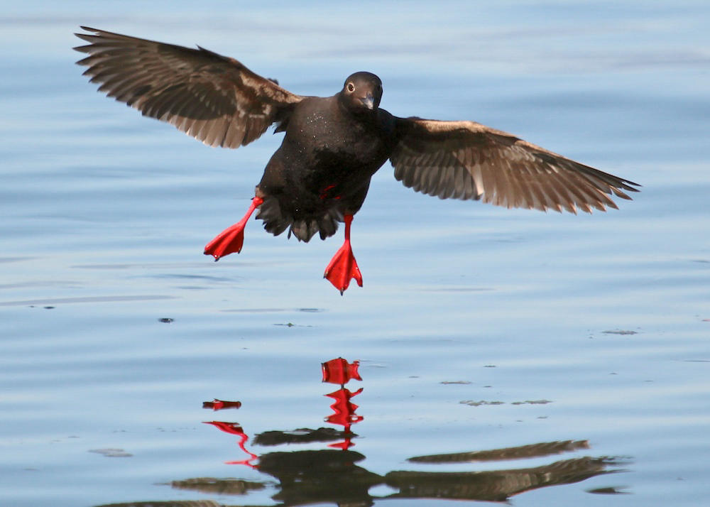 Pigeon Guillemot. Pigeon Guillemot.