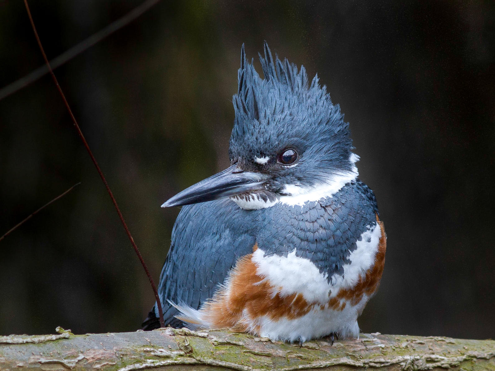 Belted Kingfisher.