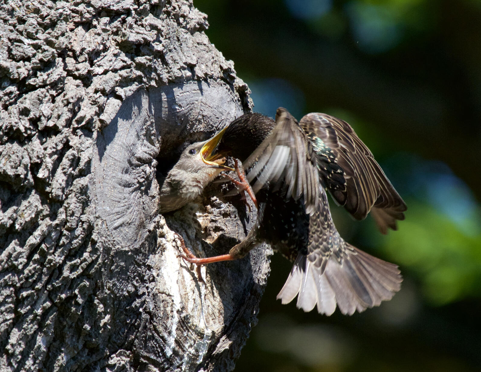 European Starling feeding young in cavity nest.
