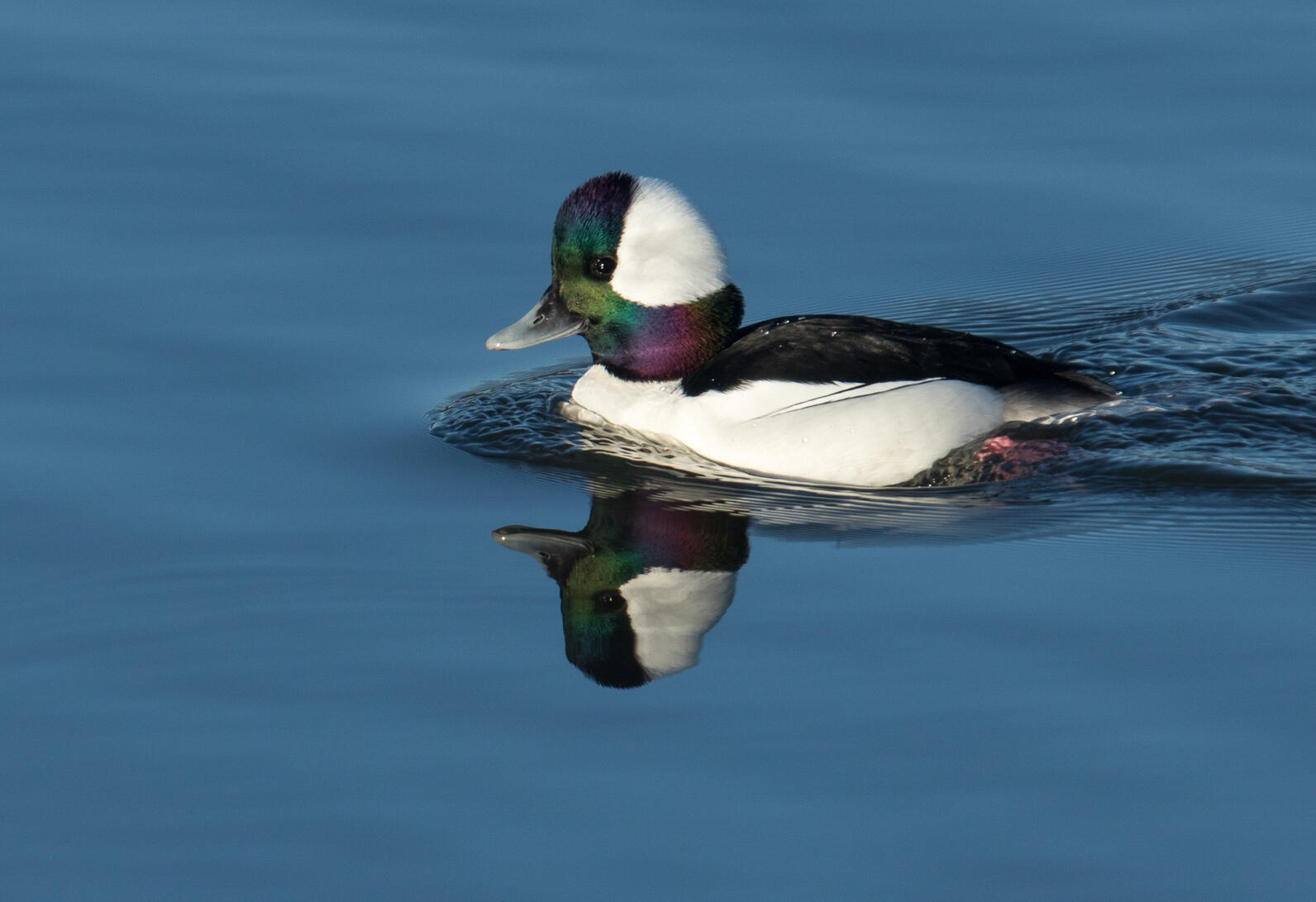Buffleheads nest in old woodpecker holes around the millions of lakes and ponds that dot the boreal forest.