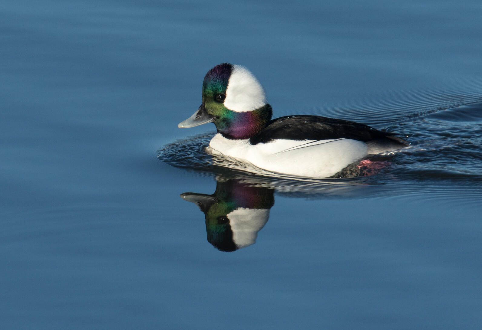 Buffleheads nest in old woodpecker holes around the millions of lakes and ponds that dot the boreal forest. Buffleheads nest in old woodpecker holes around the millions of lakes and ponds that dot the boreal forest.