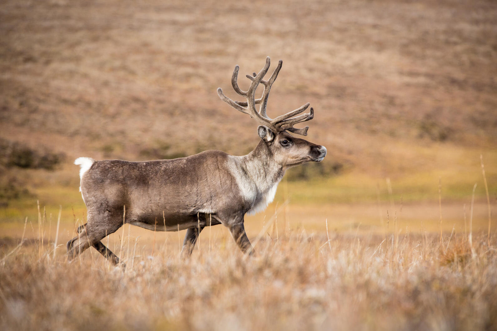 Caribou in the Arctic Refuge Caribou in the Arctic Refuge