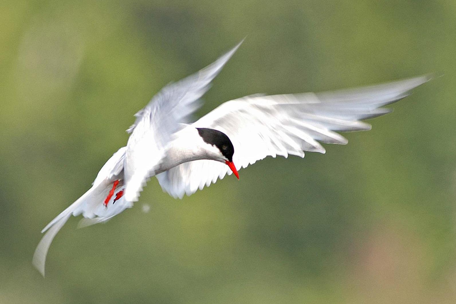 Arctic Tern. Arctic Tern.