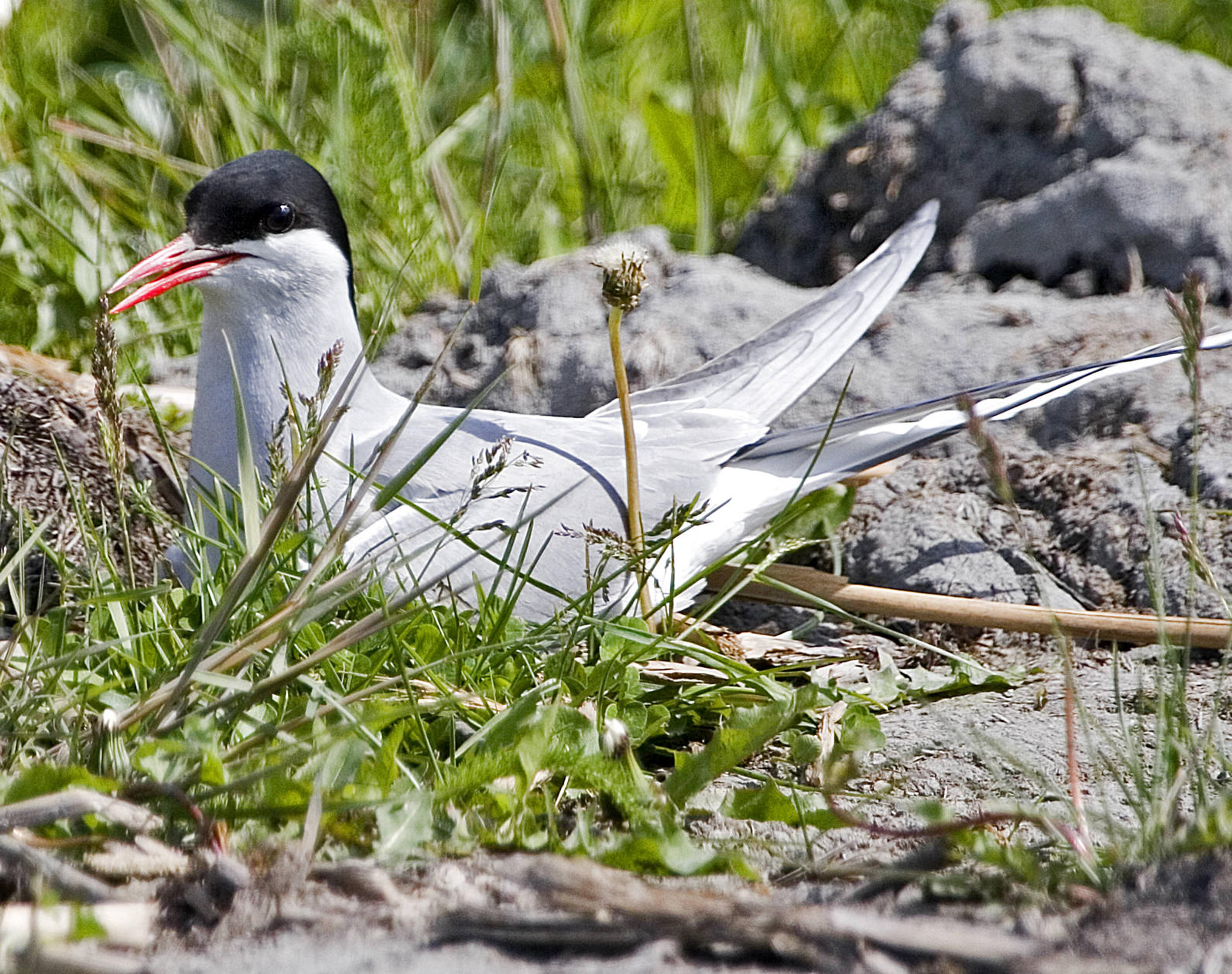 Arctic Tern. Arctic Tern.