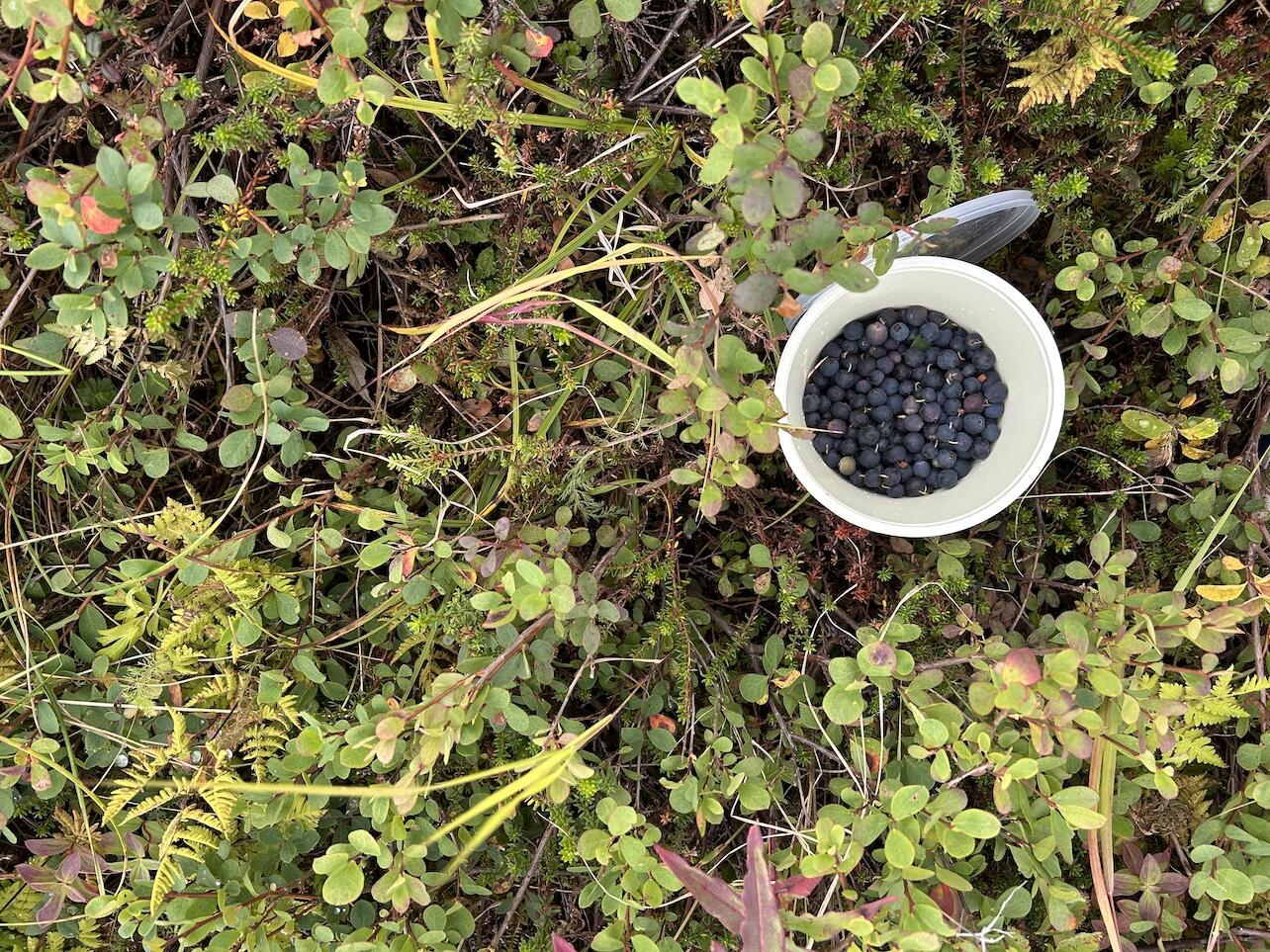 Cup of berries in bush Cup of berries in bush