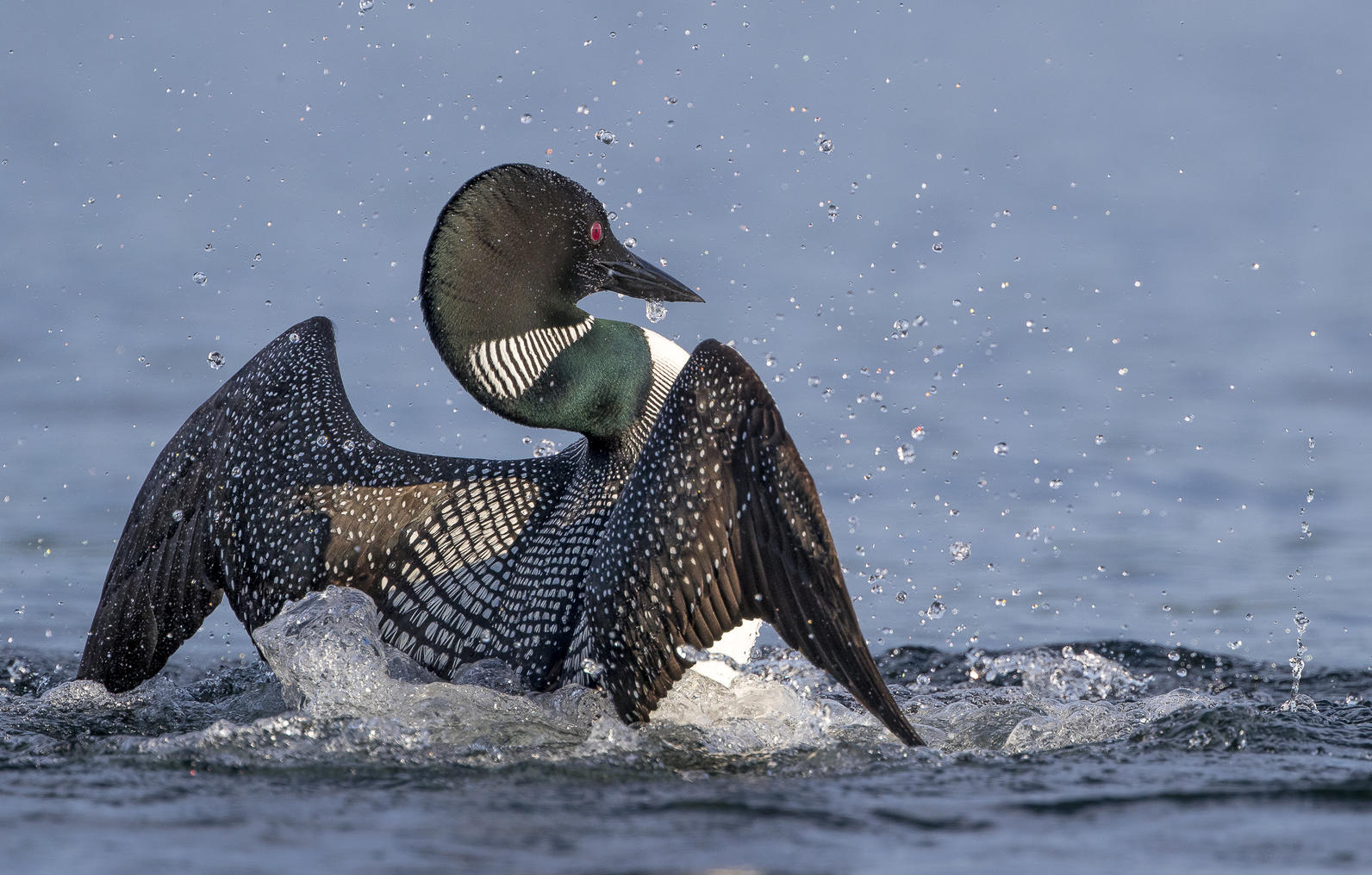 Common Loon. Common Loon.