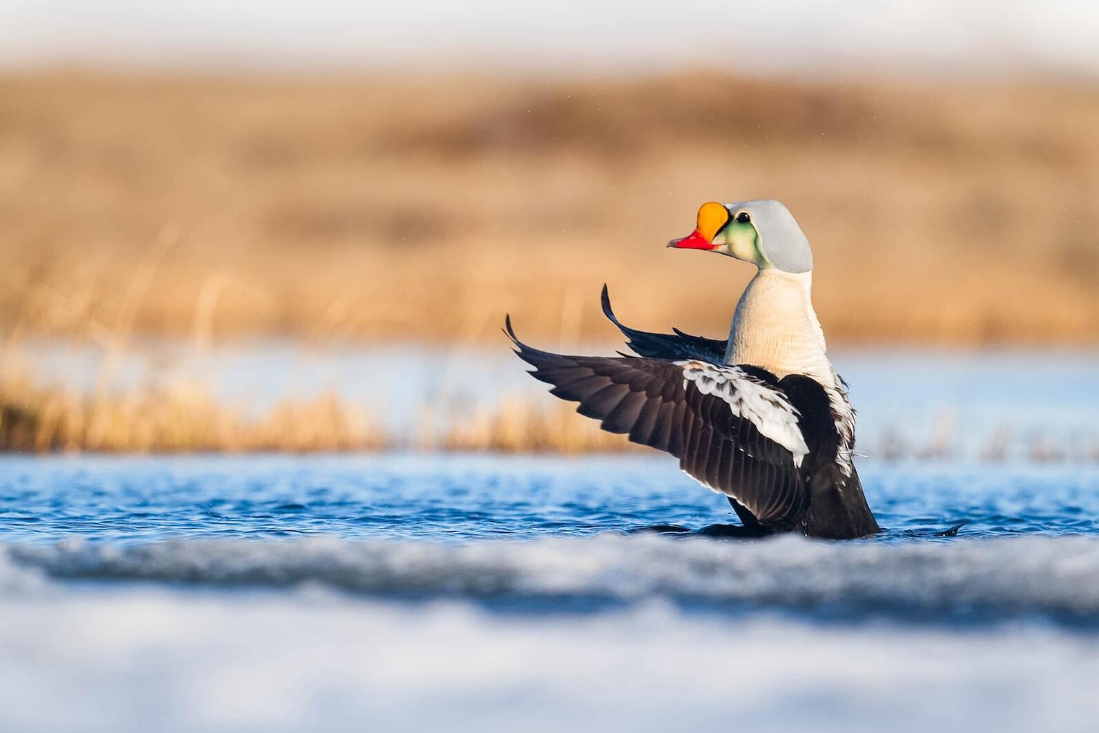 Waterfowl on water and tundra Waterfowl on water and tundra