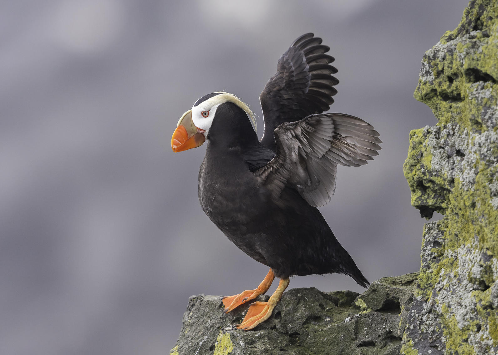 Tufted Puffin. Tufted Puffin.