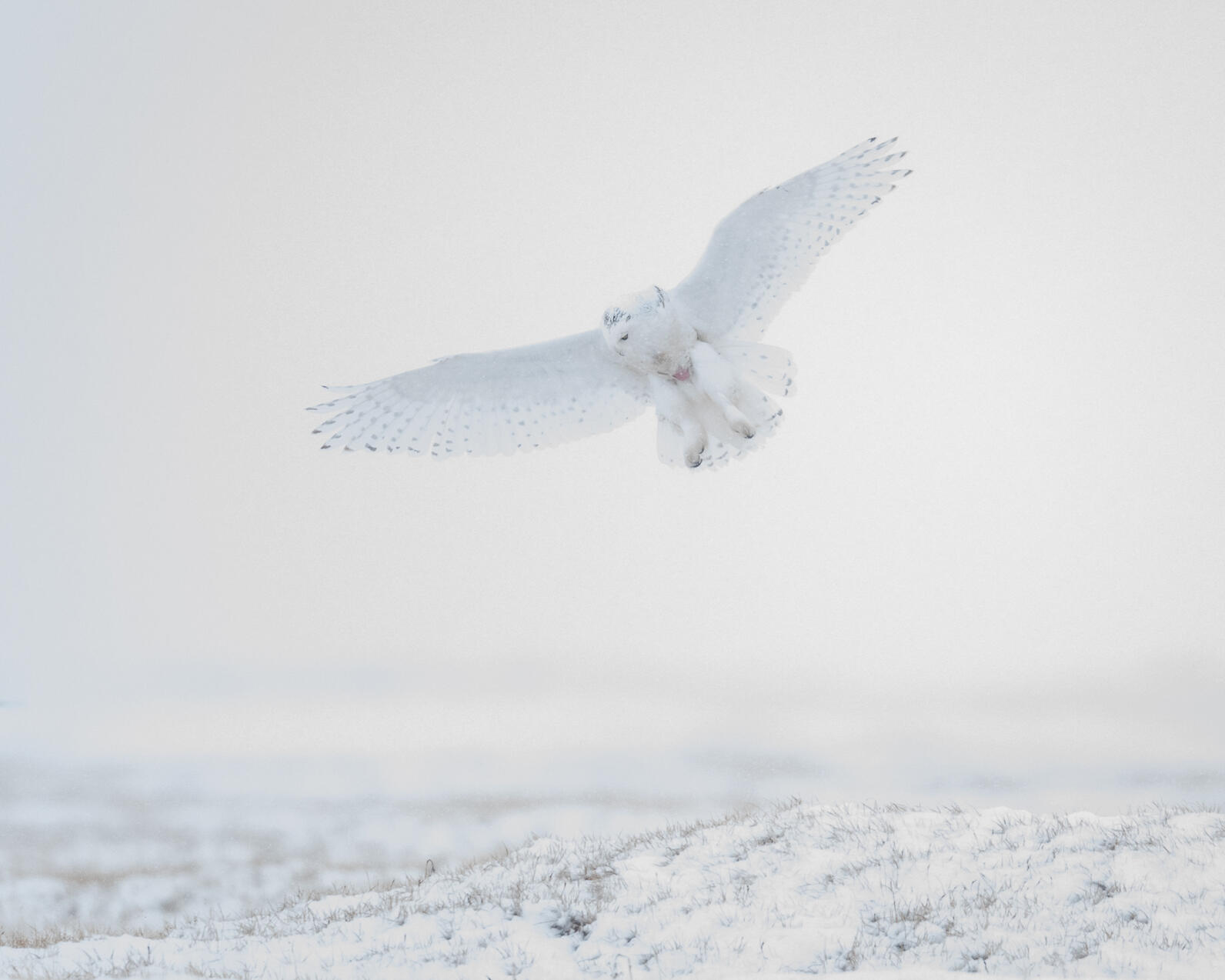 Snowy Owl on the snow-covered tundra of Alaska's North Slope
