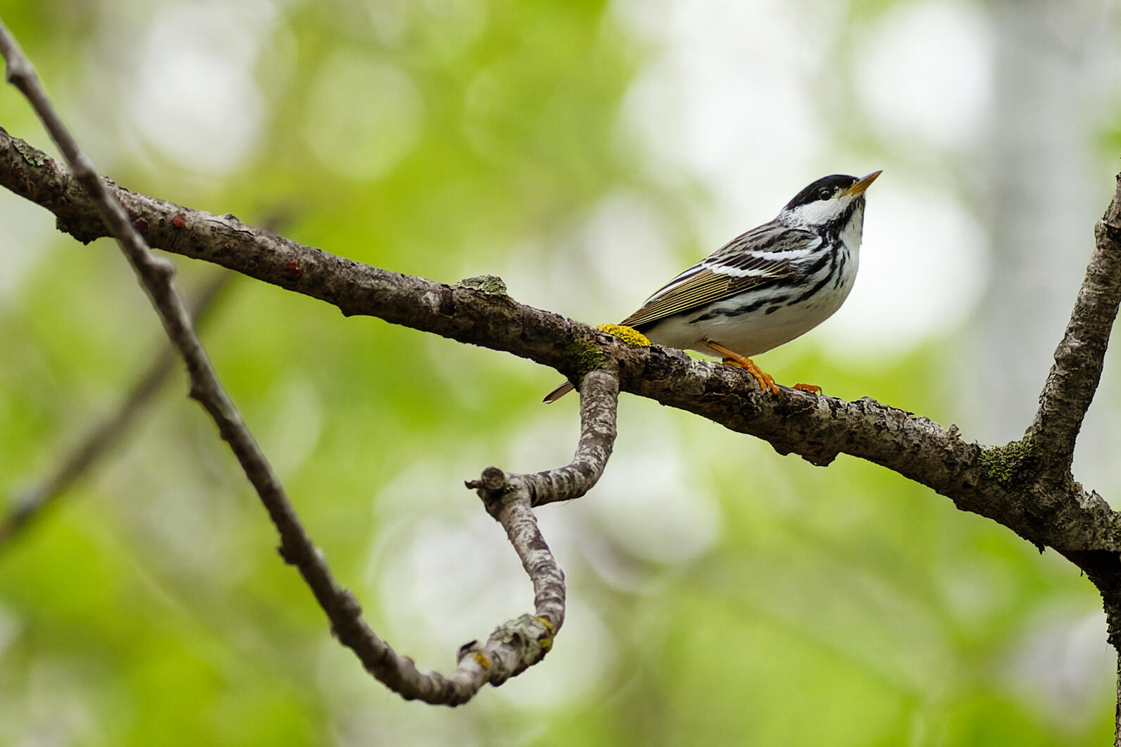 Small bird perched on branch
