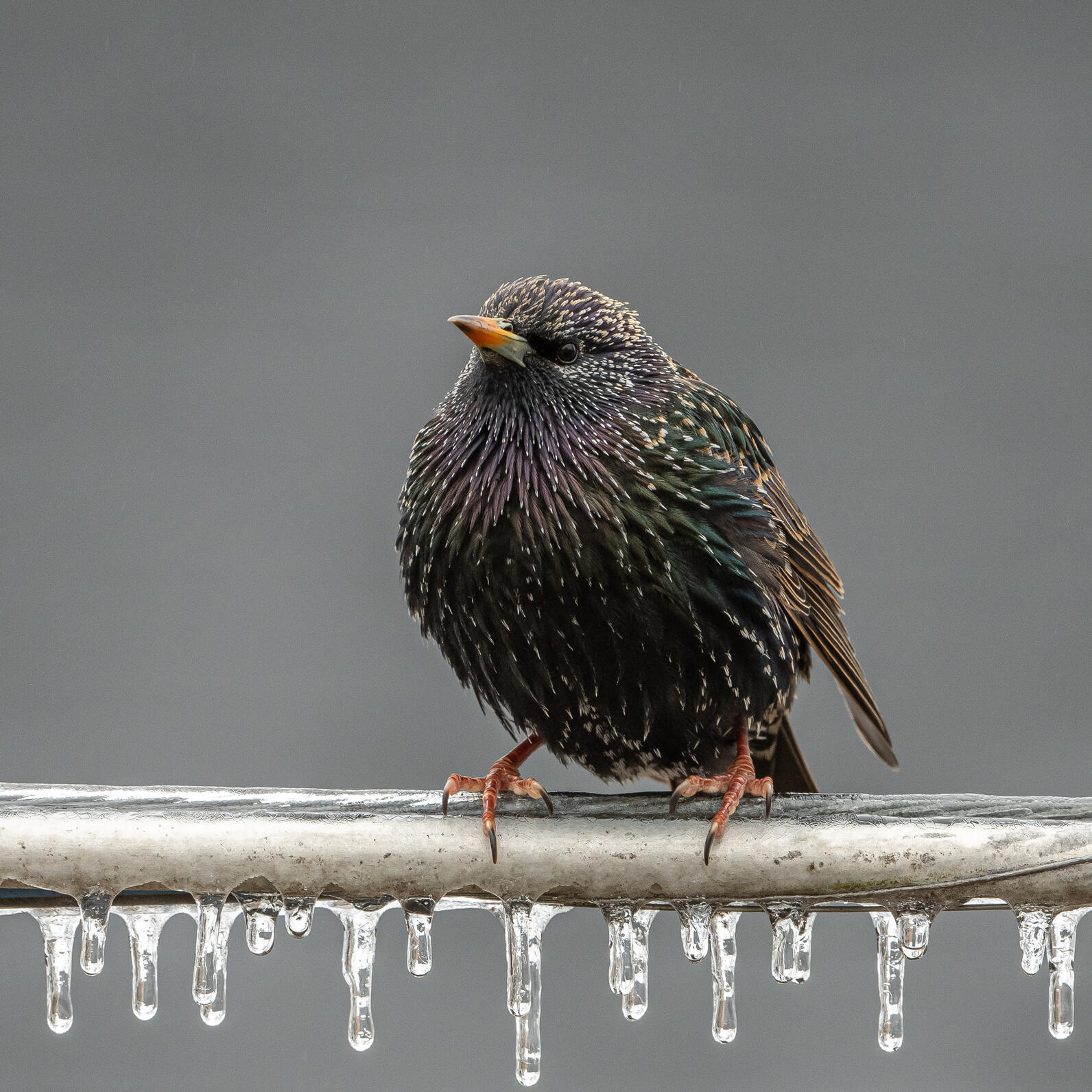 European Starling on frosty wire European Starling on frosty wire