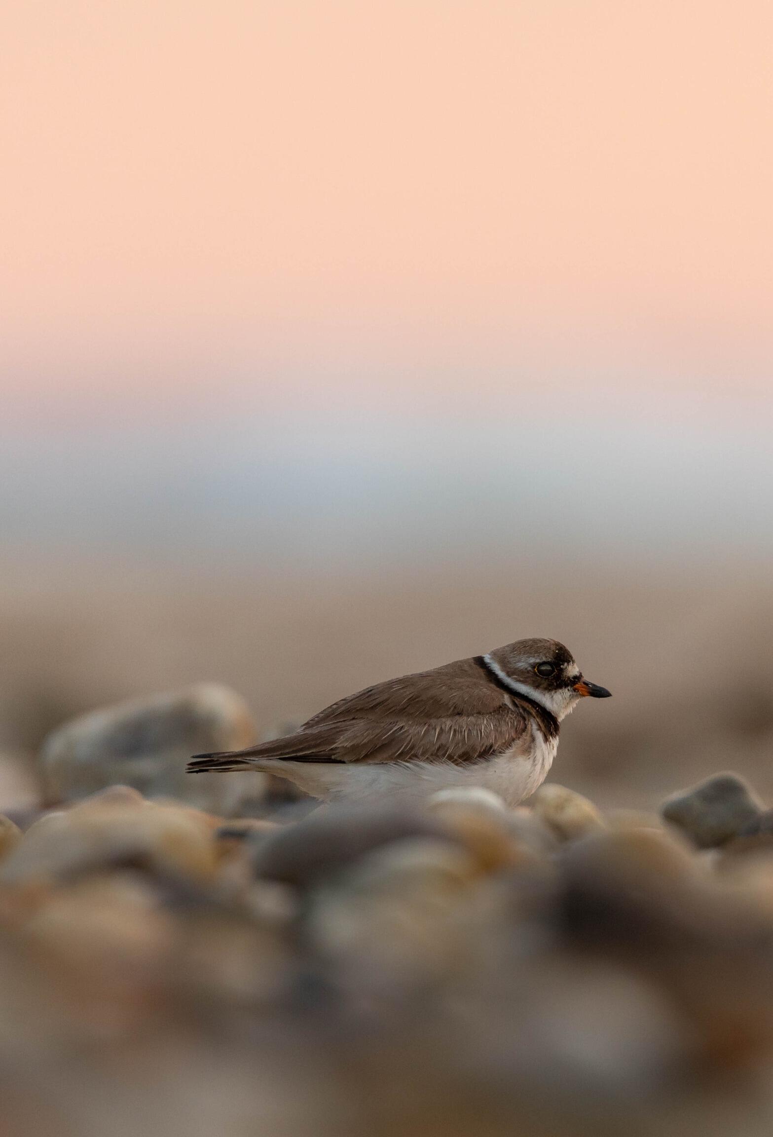 Semipalmated Plover on a rocky beach at sunset.
