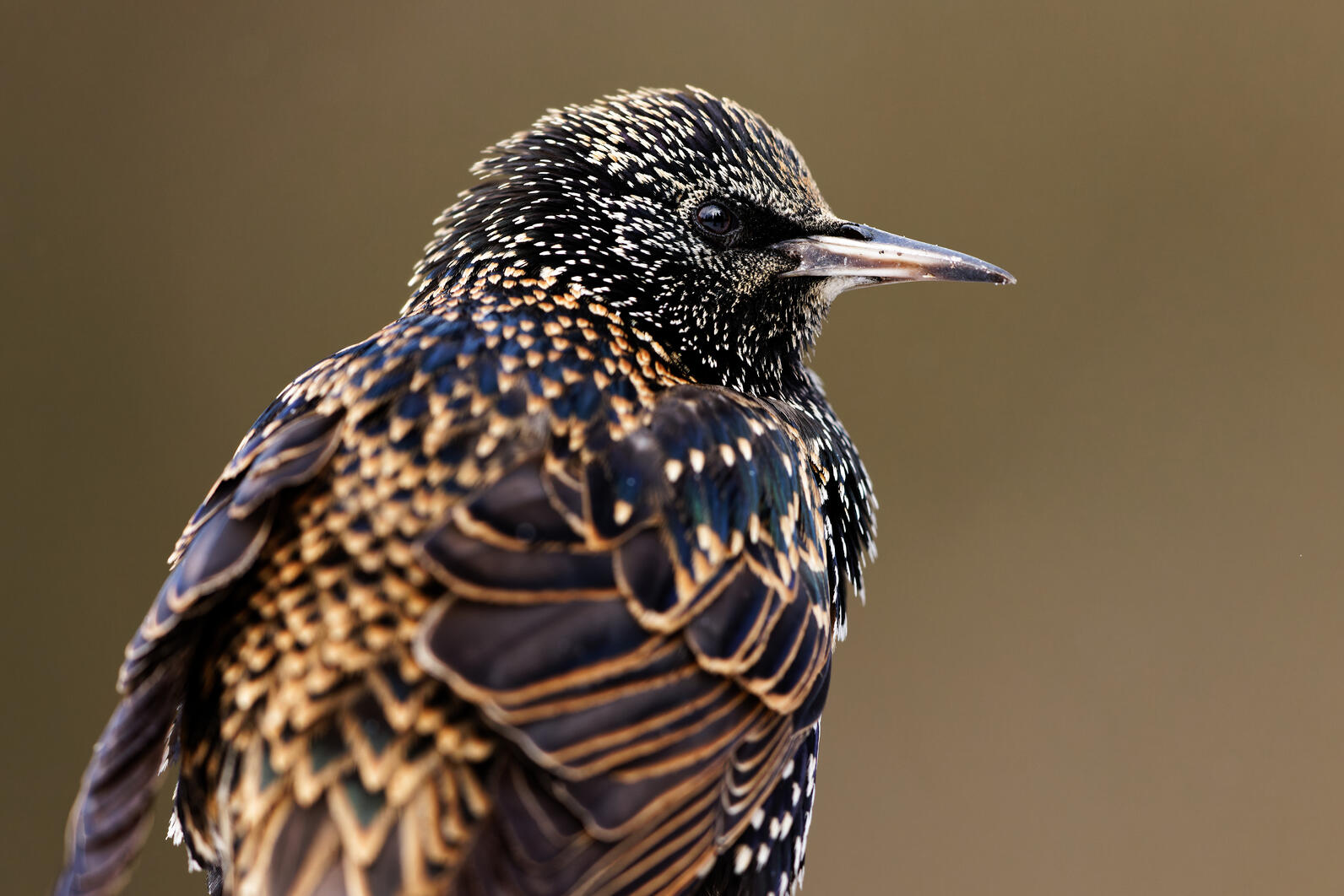 European Starling