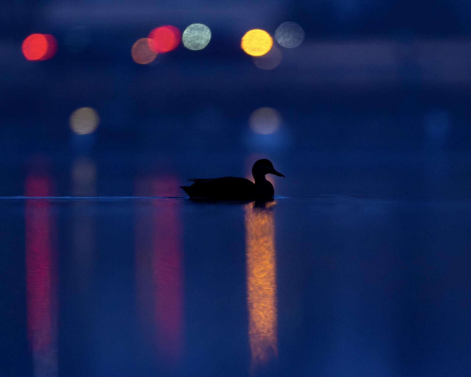 Waterfowl on water backlit by urban lights Waterfowl on water backlit by urban lights