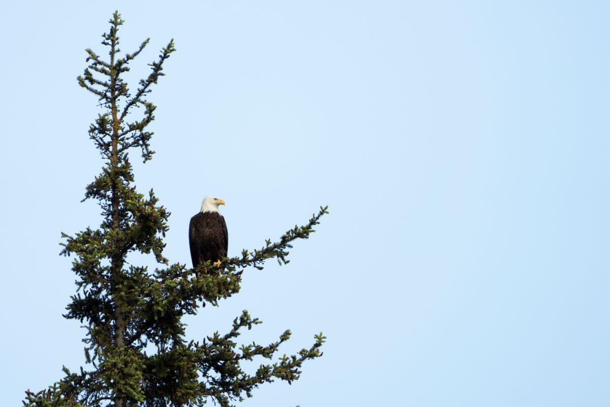 Brown and white eagle in tree Brown and white eagle in tree