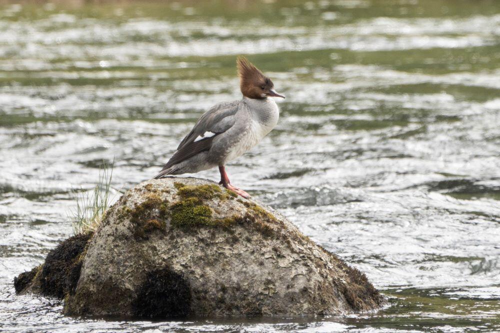 Duck perched on rock in river