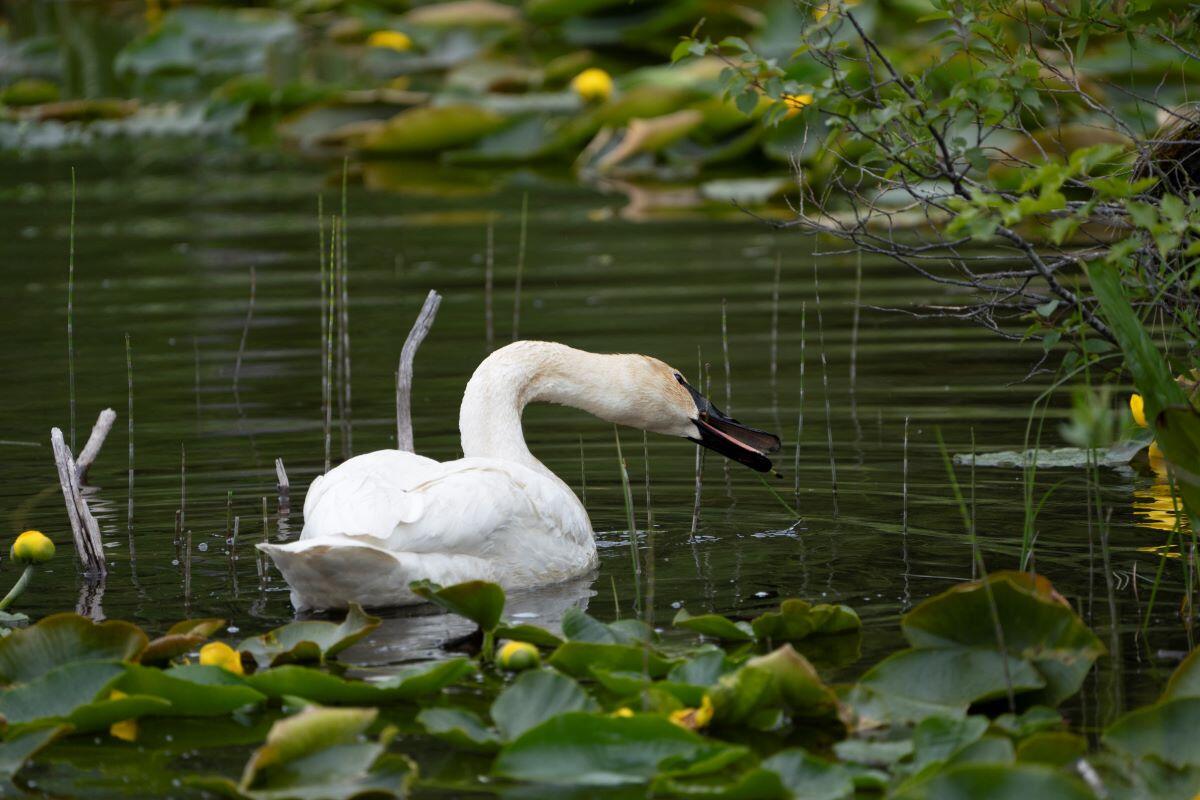 White swan on pond White swan on pond