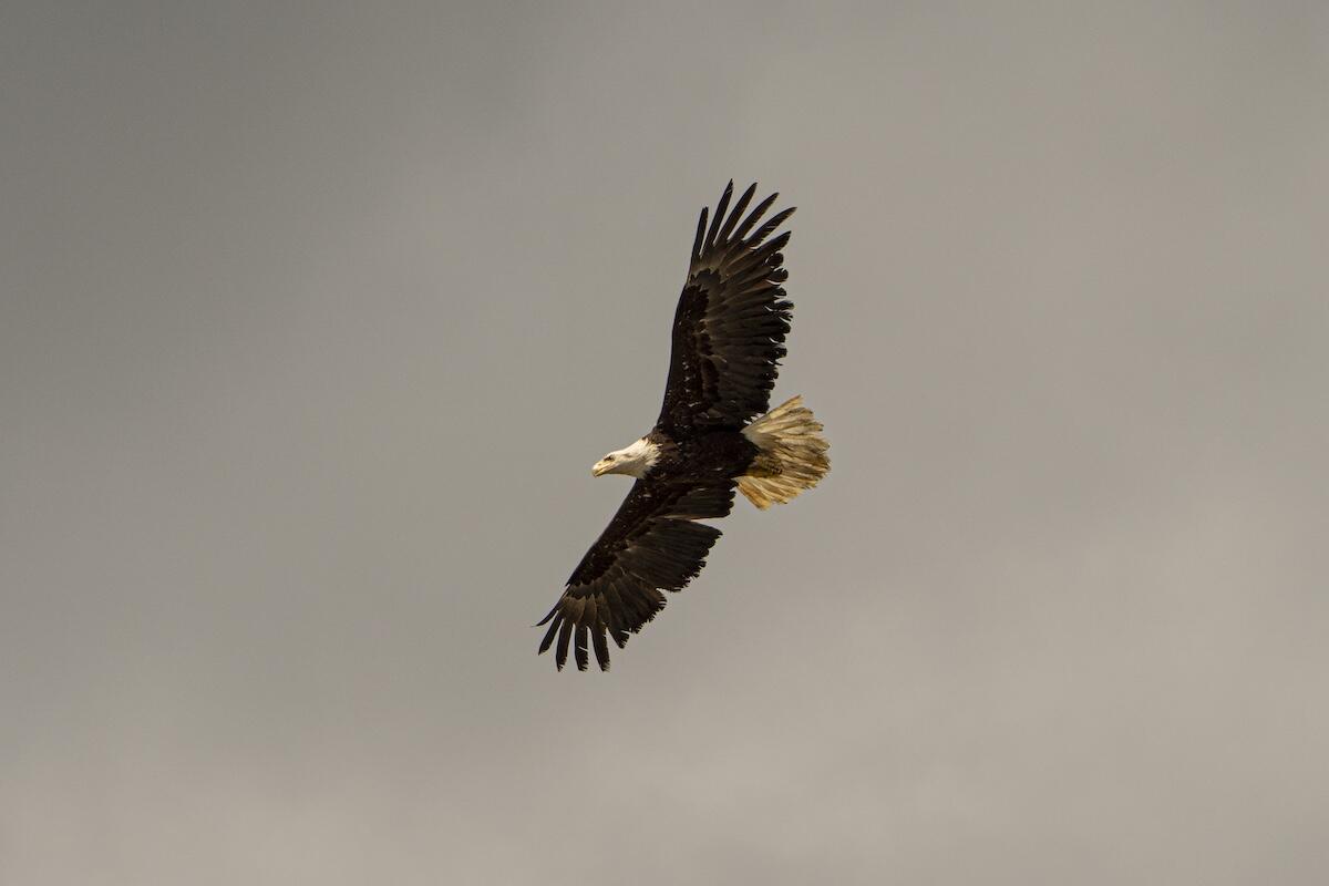 Brown and white eagle in flight Brown and white eagle in flight