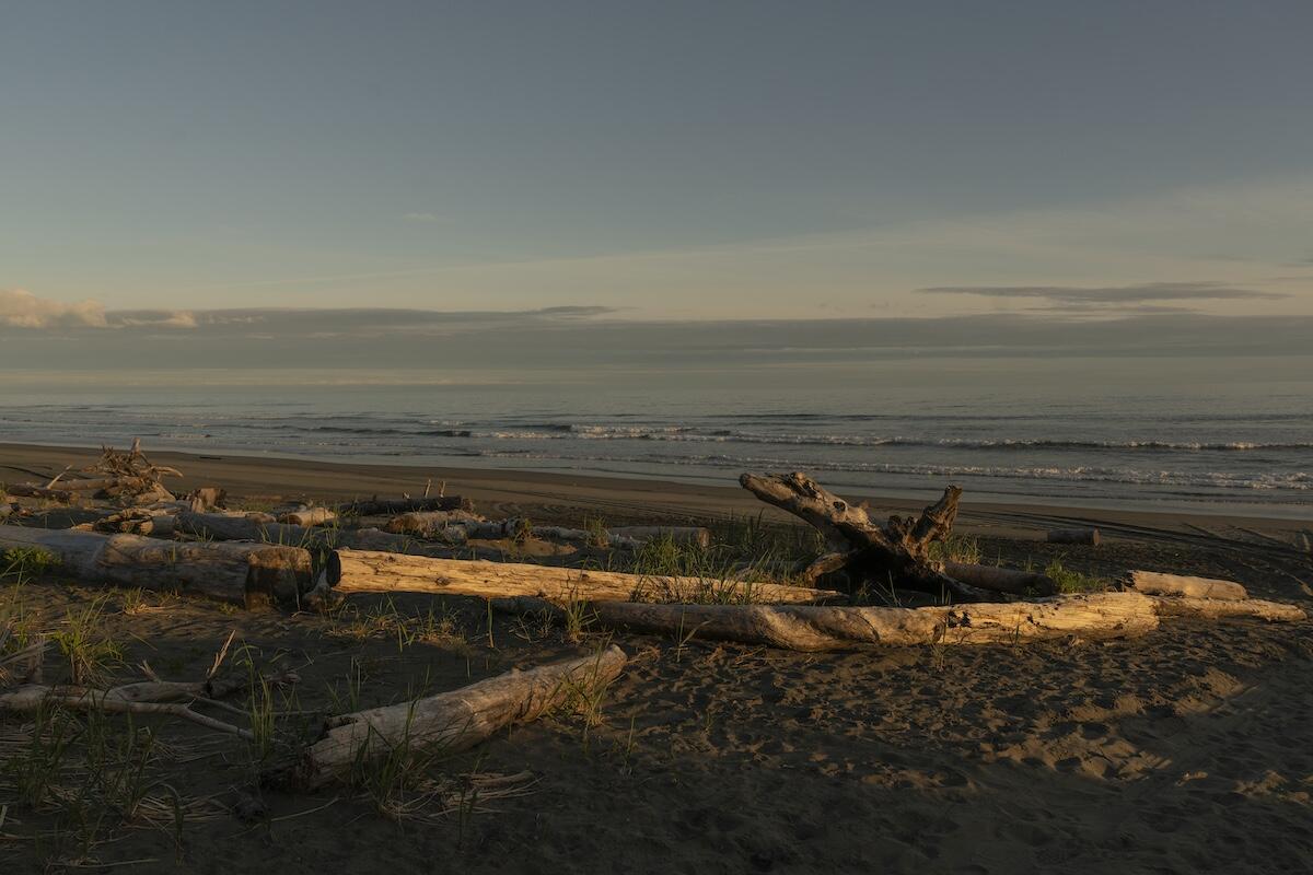 Driftwood on beach at sunset
