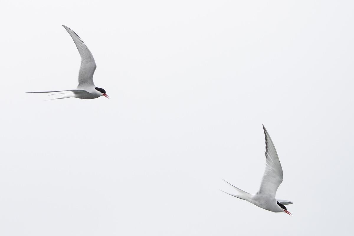 Two birds in flight in overcast sky