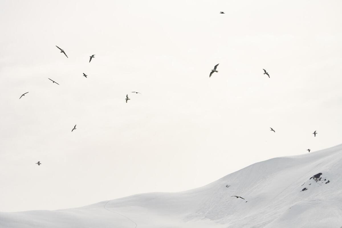Multiple white birds in flight before a snowy mountain Multiple white birds in flight before a snowy mountain