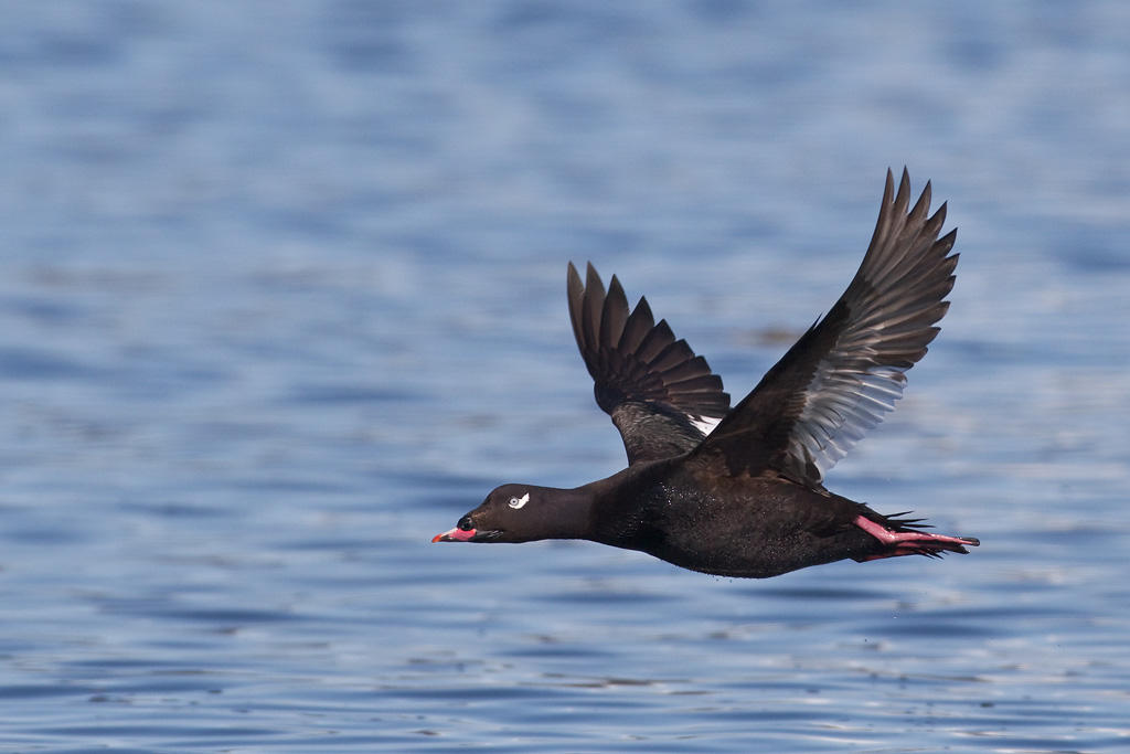 White-winged Scoter. White-winged Scoter.
