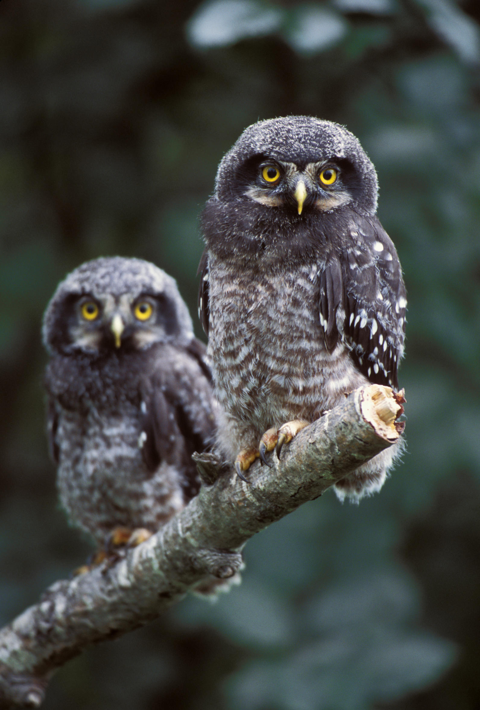 Northern Hawk Owl fledglings