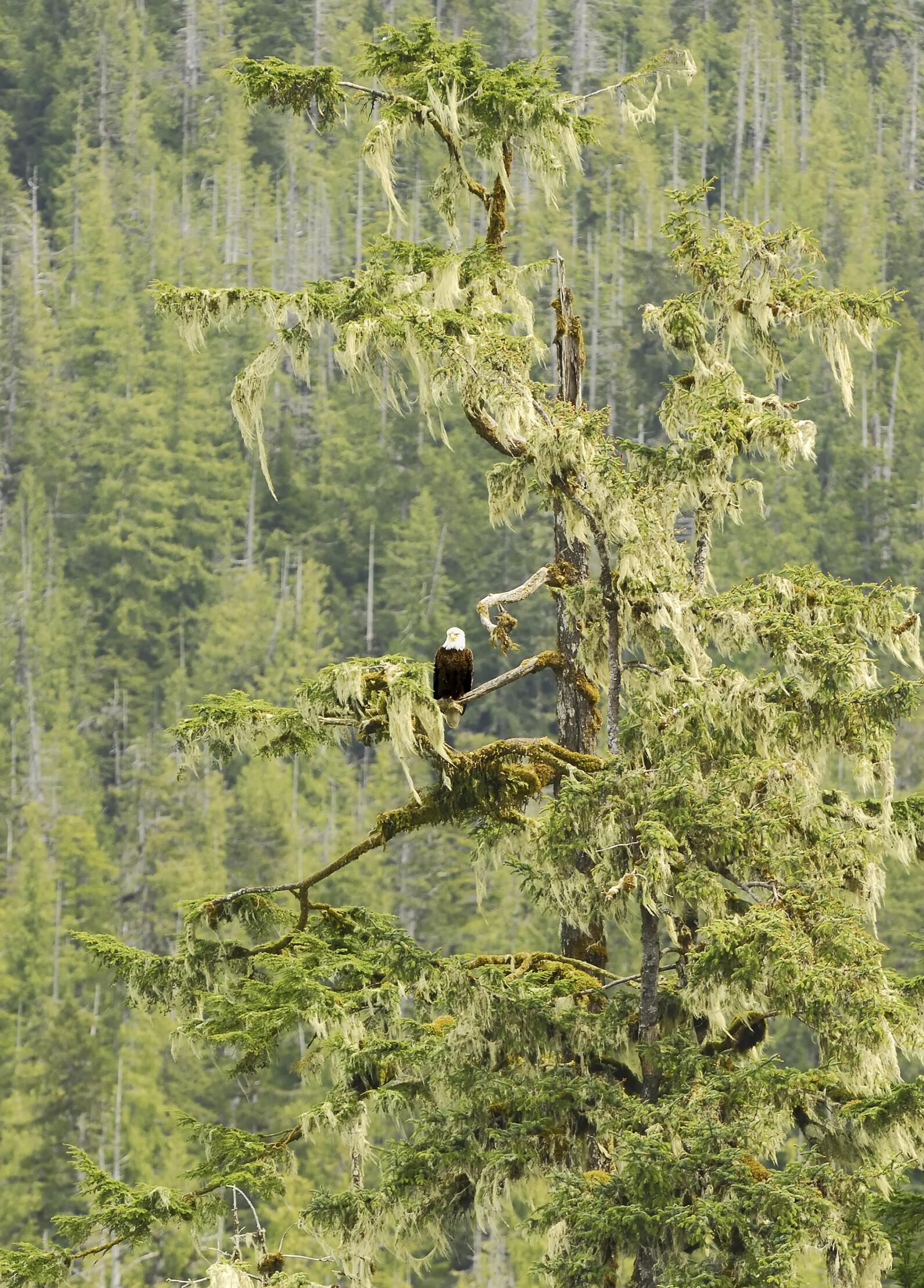 Bald Eagles on tree branch in forest