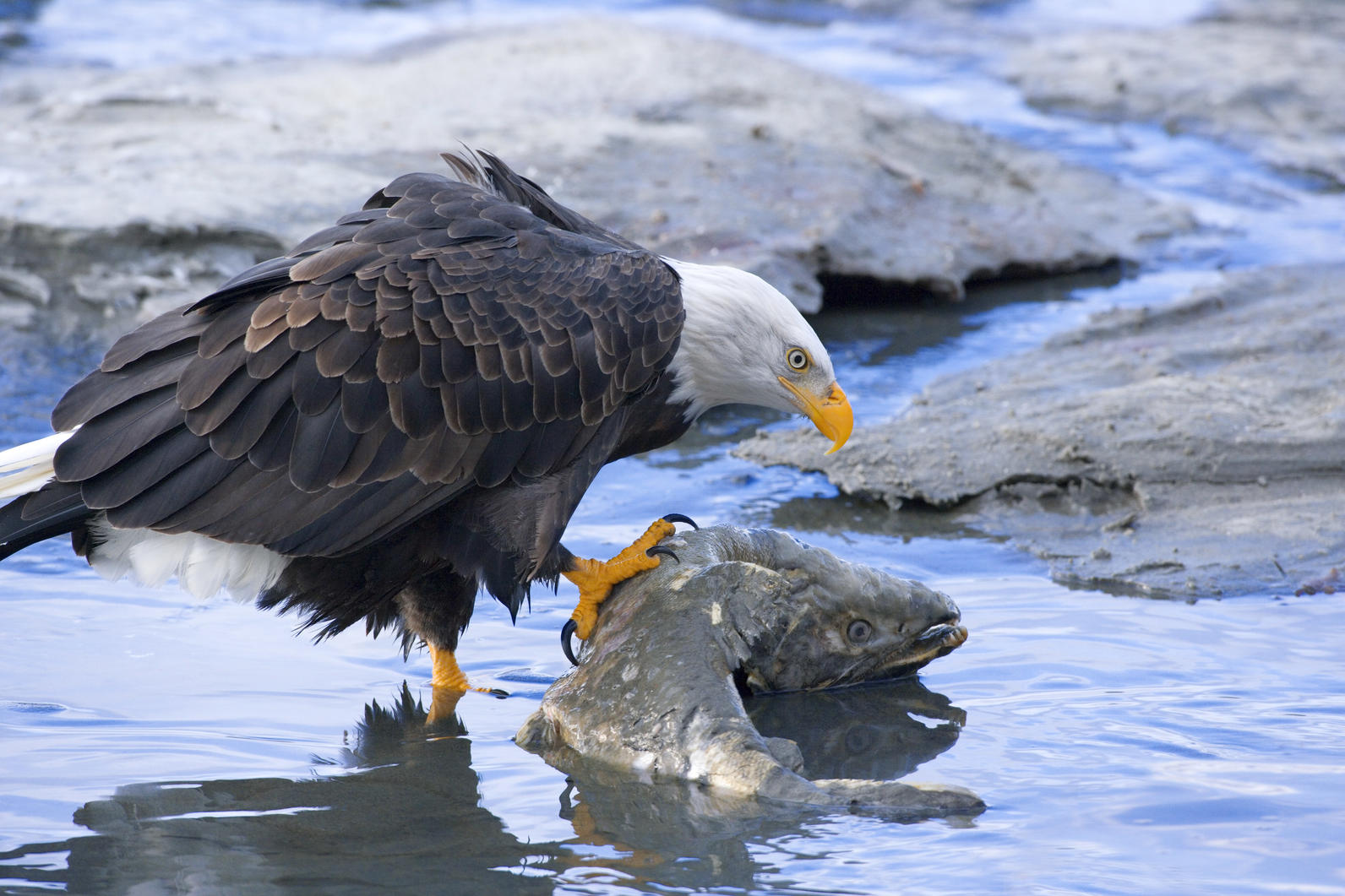 Bald Eagle. 