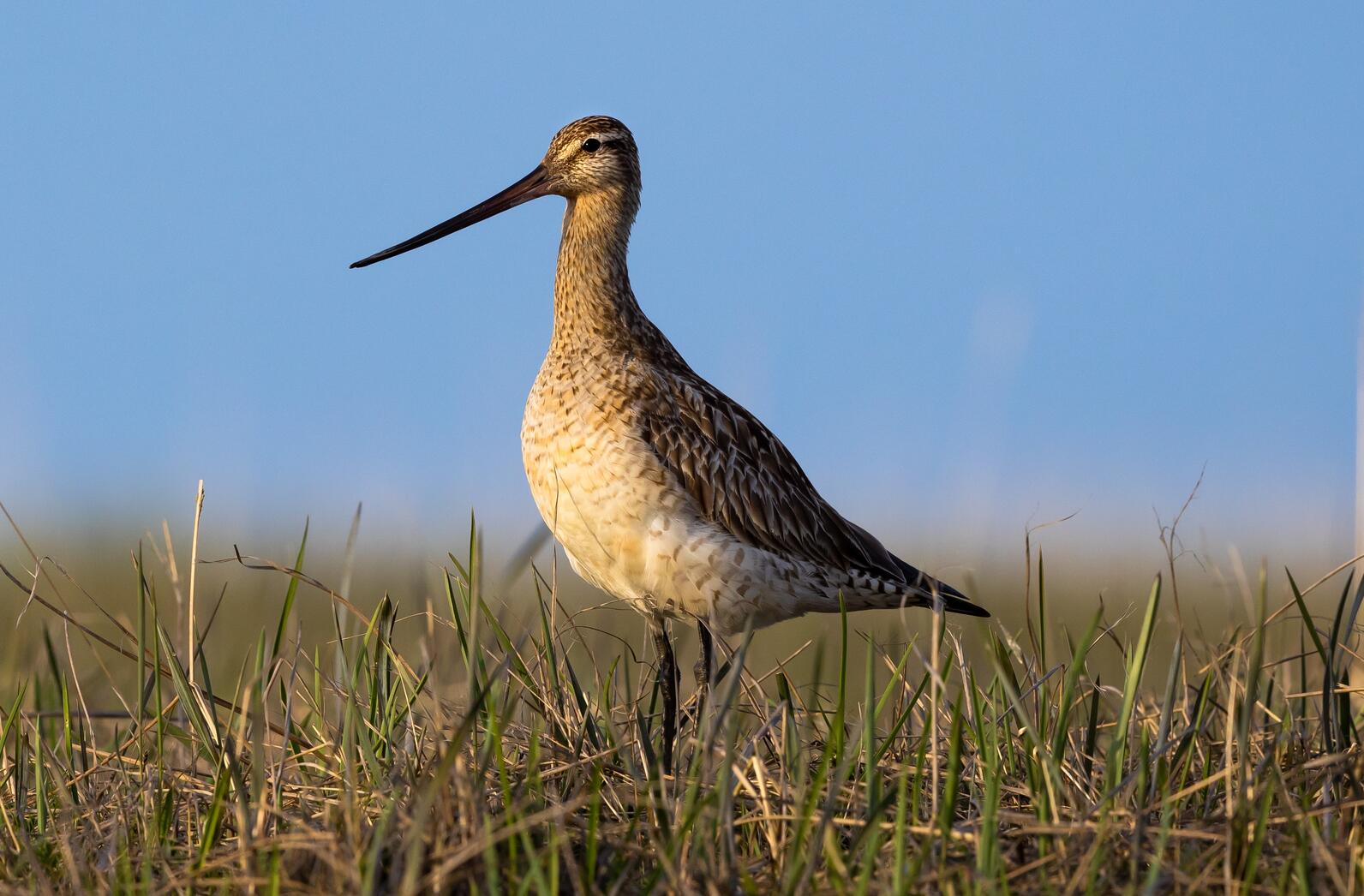 Single shorebird on flat ground