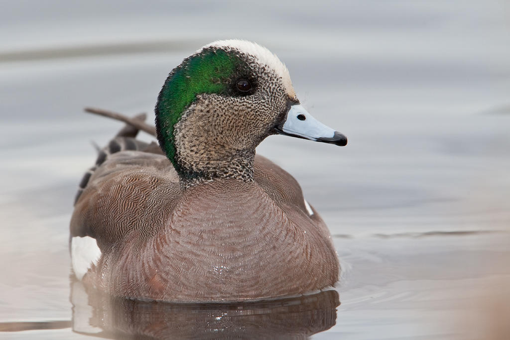 American Wigeon. American Wigeon.
