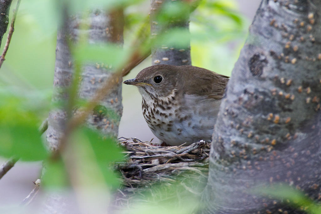 Gray-cheeked Thrush. 