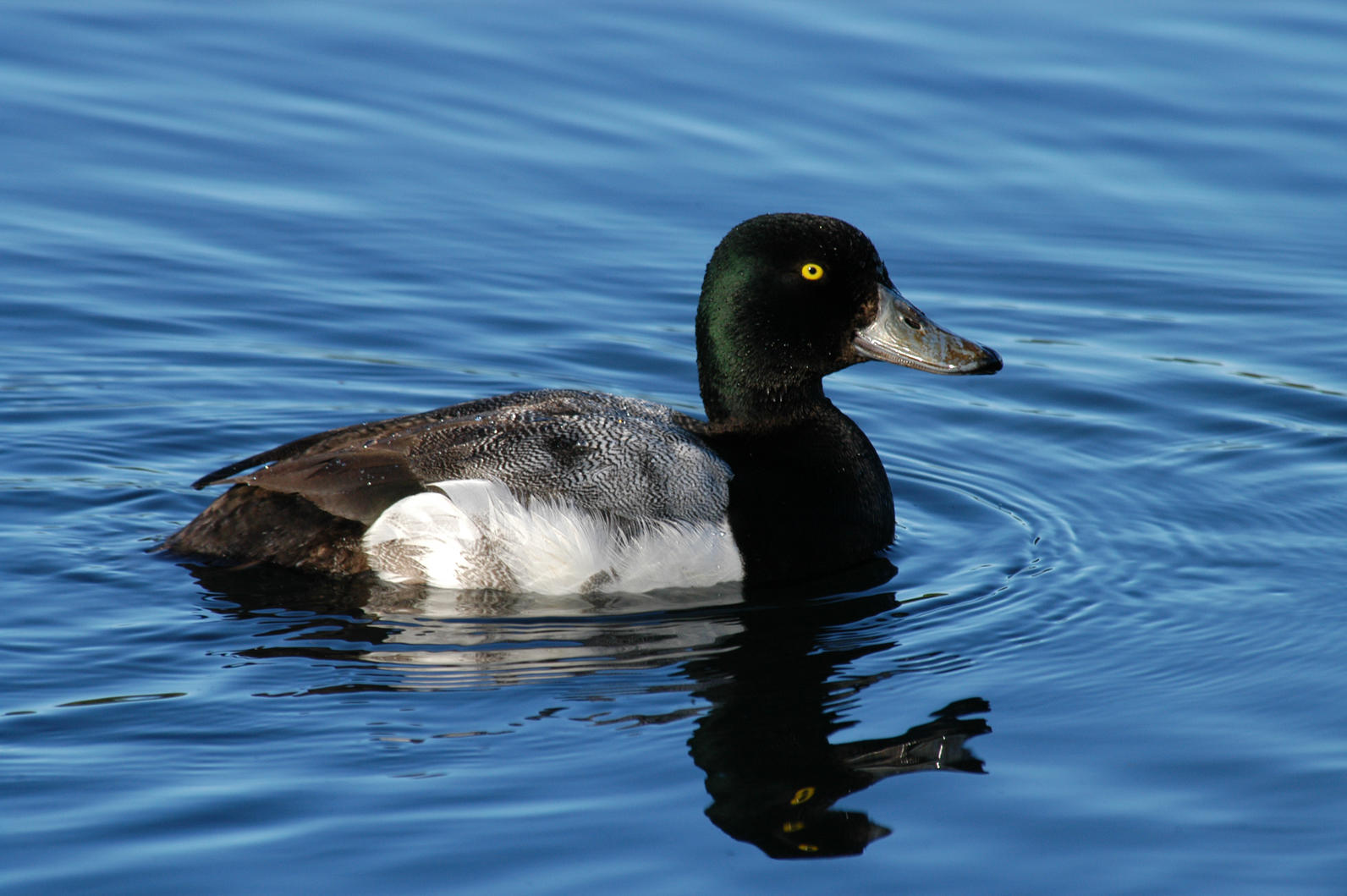 Greater Scaup. 