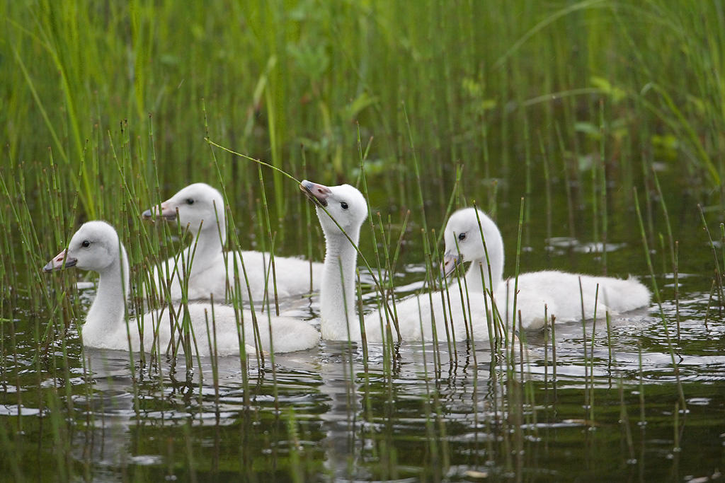 Trumpeter Swans Cygnets. 