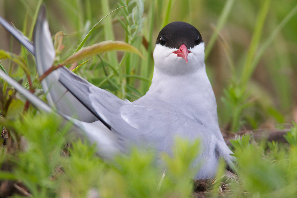 Arctic Tern. Arctic Tern.