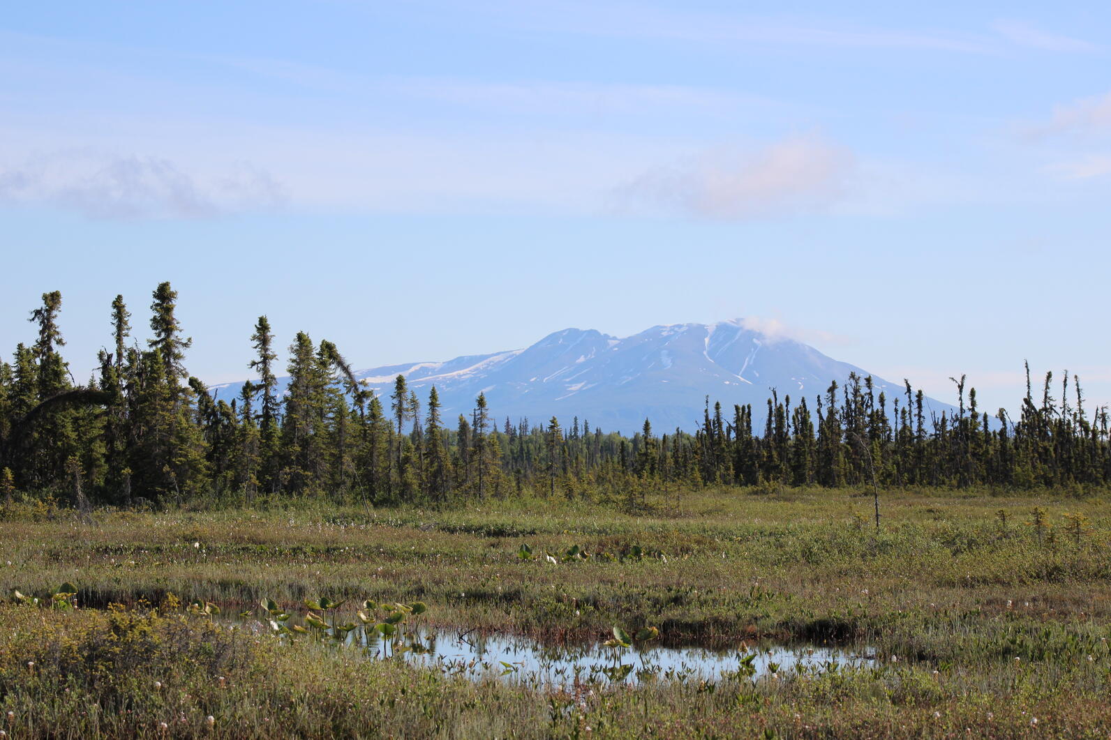 Wetlands and trees backdropped by mountain and blue sky.