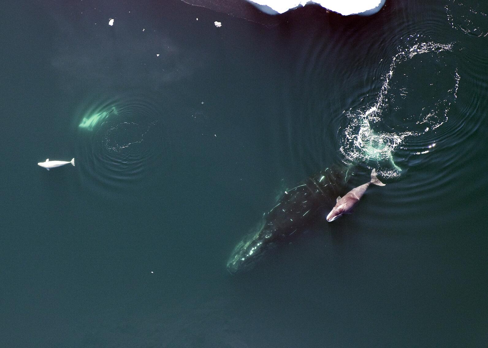 Whales in water with sea ice Whales in water with sea ice