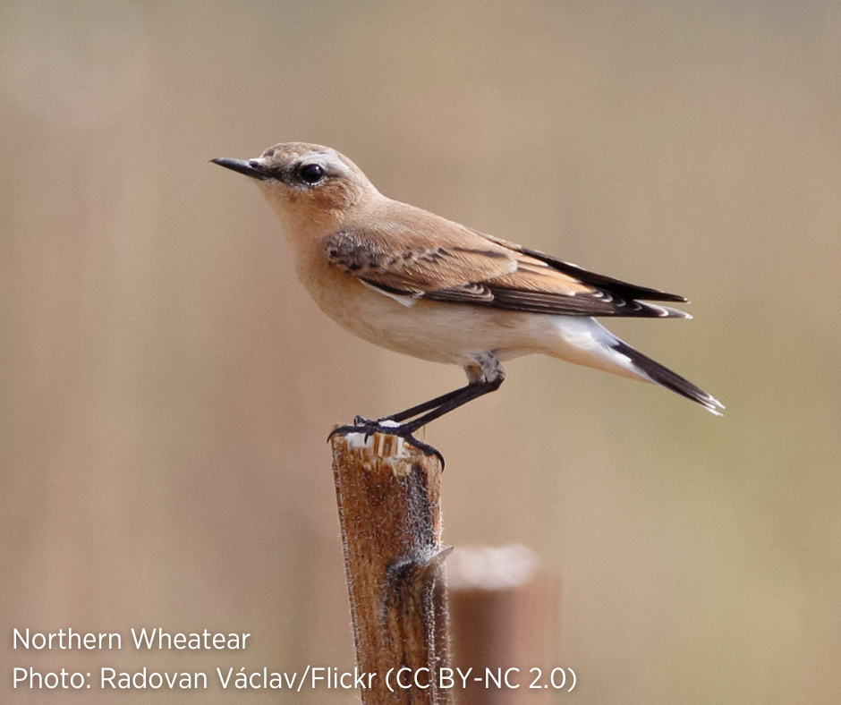Northern Wheatear, female Northern Wheatear, female
